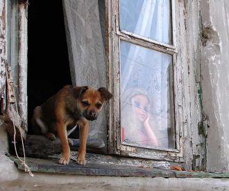 ./pic/dog_win__min.jpg